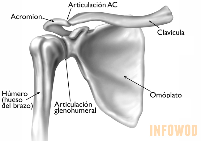 hombro-articulacion-huesos-estructura