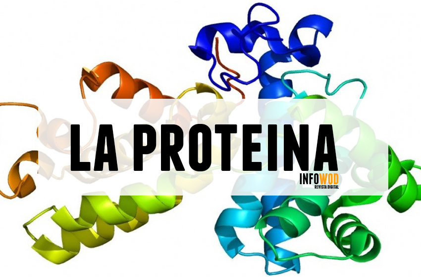 constante traicionar víctima ▷ 20 tipos de proteínas y sus funciones en el cuerpo ⭐ INFOWOD