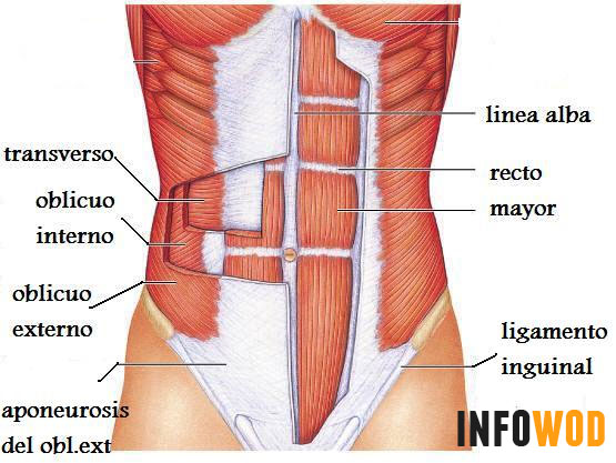 anatomia-abdomen